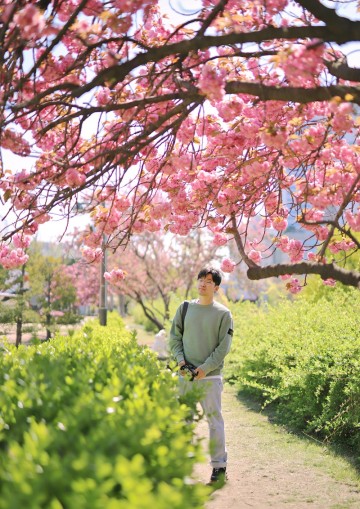 서울 겹벚꽃 명소 보라매공원 주차 및 개화시기