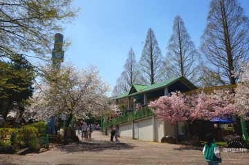 아이와 파주 하니랜드 벚꽃과 놀이동산을 한번에 즐길수 있는곳