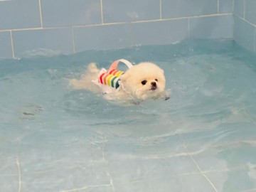 강아지 수영, 못 하는 댕댕이 있을까?