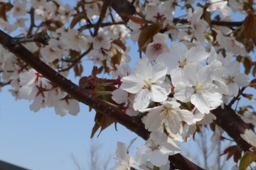 꽃구경하며 봄나들이 하기 좋은 파주 가볼만한곳 운정호수공원, 운정건강공원