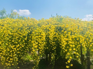 하동 카페 평사리의 아침 노란 목향장미와 예쁜 정원이 있는 카페(평사리 부부 소나무&평사리공원)