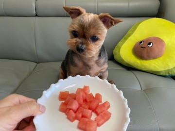 강아지가 먹어도 되는 여름 대표과일 수박!