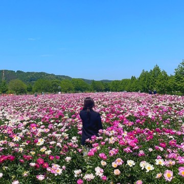 합천가볼만한곳 작약꽃이 만발했다! : 핫들생태공원