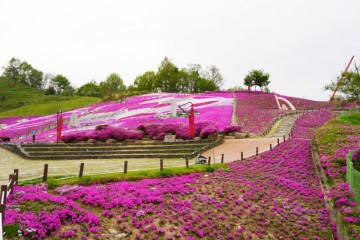 산청 가볼만한곳 산청 대명사 생초국제조각공원 꽃잔디