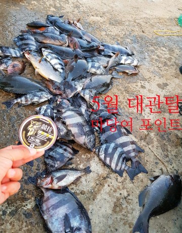 관탈섬을 아시나요? 대관탈 돌돔 뺀찌 낚시 출조, 마당여 포인트, Feat. 관탈 낚시 포인트 맵
