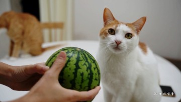 고양이, 수박 급여할때 주의할점 두가지 (+고양이과일 애플수박)