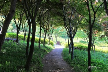 화순 수만리 생태숲 공원, 만연산 철쭉공원, 6월의 삼림욕