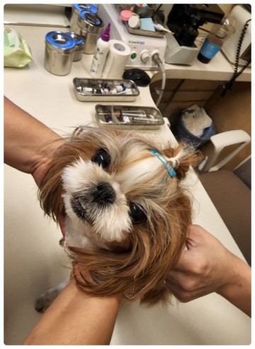 강아지 예방접종 시기와 부작용 알기