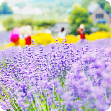 고창 청농원 라벤더 꽃축제 6월 꽃구경 가볼 만한 곳 당일치기 국내 여행