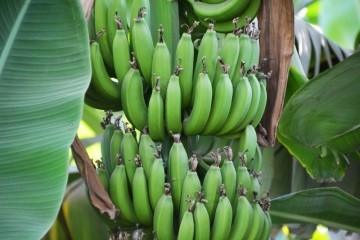 그린 바나나 가루의 효능과 다이어트에 도움이 되는 이유