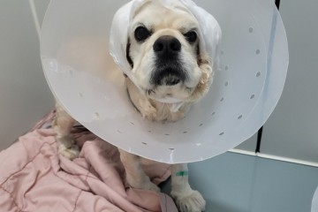 코카스파니엘 누리 강아지 귓병으로 수술 후 입원 치료 후기