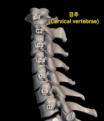 경추(목뼈, Cervical vertebrae) 특징 : 환추(고리뼈 C1), 축추(중쇠뼈, C2), 융추(솟을뼈, C7)