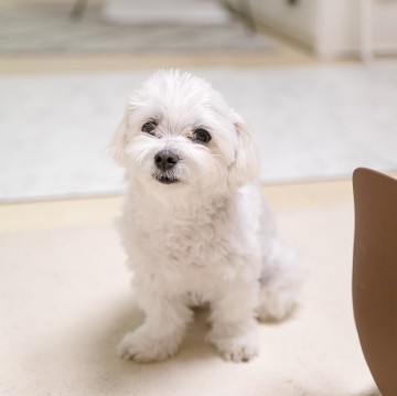 귀여운 강아지, 말티즈 털쪘을때 사진, 말티즈 털빠짐에 대해