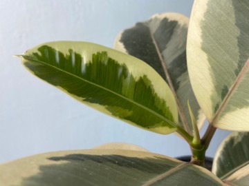 수채화 고무나무 공기정화식물 실내화분 인테리어식물