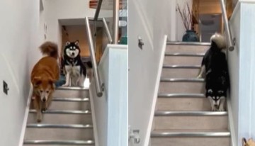 혼자 계단 내려가는 것에 대한 두려움 가지고 있던 시각 장애인 강아지는 형이 방법 알려주자…