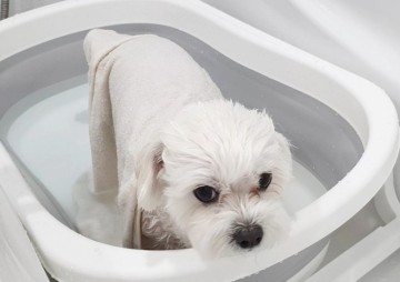 강아지 목욕주기 아기강아지 첫 목욕 주의할점