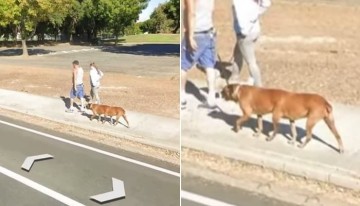 "구글 지도 스트리트뷰 검색하다 '다리 6개' 달린 강아지가 산책하는 모습을 발견했습니다"