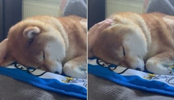 세상 편안히 자고 있던 강아지 너무 귀여워 손으로 쓰담쓰담해주자 잠시후 보인 반응