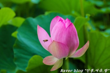 경남 고성 상리연꽃공원, 경남연꽃명소, 고성여행