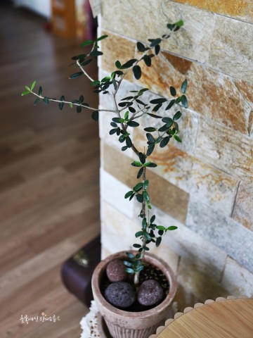 거실화분으로 올리브나무 키우기:3년째 집에서키우는식물