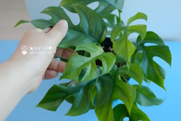 실내관엽식물 종류/히메 몬스테라 키우기 - 화분 분갈이,물주기 방법(+뿌리)