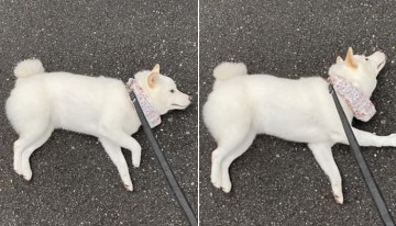 산책 가기 너무도 싫었던 강아지가 아스팔트 도로 위에 드러누워서 '시위(?)' 벌이는 방법