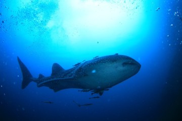 필리핀 세부 다이빙여행 :: 뉴그랑블루 최고(어복이란 것이 폭팔한다! 고래상어 만남)