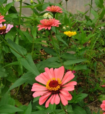 화려한 여름꽃 백일홍 꽃 키우기, 파종, 꽃말