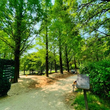 서울숲 산책로 아름드리 우거진 메타세쿼이어길 서울 걷기좋은길
