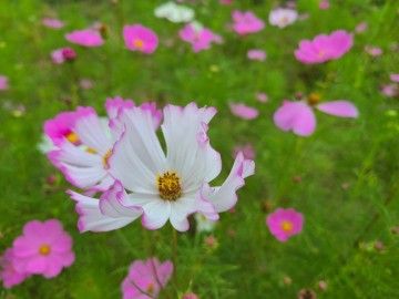 2022년 밀양가볼만한곳 가을꽃축제 초동연가길 코스모스 축제 (10.1~10.2)