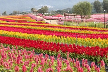 [철원] 철원 고석정꽃밭 애견동반여행 - 꽃축제 철원가볼만한곳