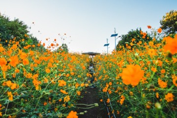 황화코스모스와 장미가 만발한 올림픽공원 들꽃마루 탐방기