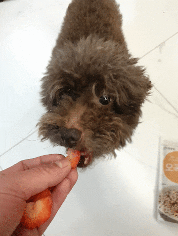 강아지 딸기 먹였을때 효능과 조심할점!