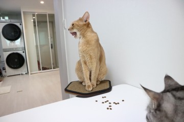 고양이 사료 추천 - 오리젠 캣앤키튼 (적정 고양이 사료양 측정)