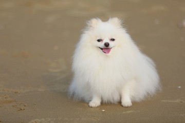 청포대 해수욕장에서의 강아지사진 찍사