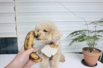 강아지 바나나 과일 줄 때 주의점 꼭 알아두세요!