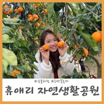 서귀포 휴애리 자연생활공원 제주 감귤체험과 동백꽃축제 동시에 즐기기