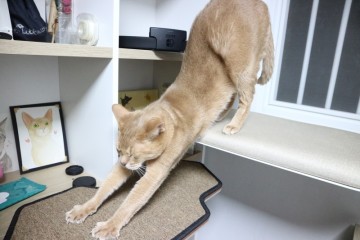 고양이해먹 - 창문에 설치하는 고양이침대 헤이메이트 낮잠선반
