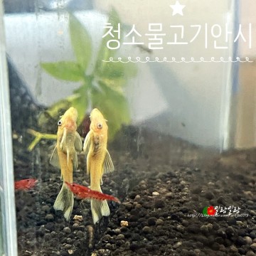 청소물고기 안시 숏핀 유어 5마리 +체리 새우 30마리 입양한 날~♪