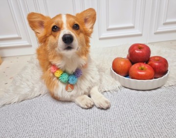 강아지 사과 과일 요것만 기억하고 급여해보세요