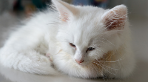 고양이 범백의 원인과 증상, 치료방법에 대하여