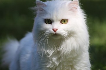 페르시안 포토, 기본정보 전쟁마저 이겨낸 아름다운 고양이
