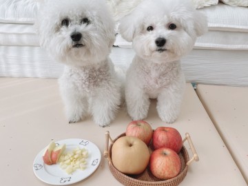 강아지 사과 먹어도 되나요? 사과씨 주의