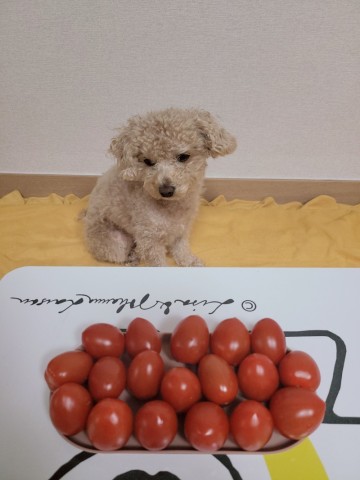강아지 야채, 방울 토마토 급여 후기!!