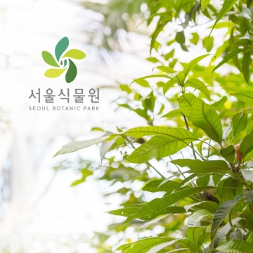 마곡 서울식물원 🌵 실내 온실에서 미리 만난 봄!