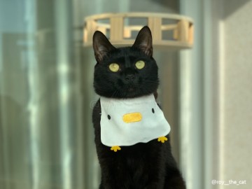 고양이케이프 퍼룸 깜찍한 오리 턱받이 옷 귀여움 증폭! 검은고양이에게 찰떡