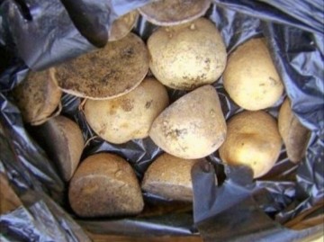 감자심는시기 싹난 감자 심기 씨감자 모종 심는방법 재배 키우기