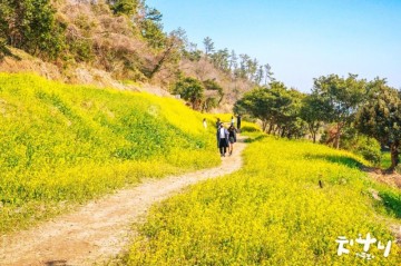 실시간 제주 엉덩물계곡 서귀포 여행코스 유채꽃