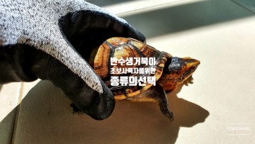 [반수생 거북이 종류] 어떤 종을 키워볼까 ? 초보 집사를 위한 포스팅.