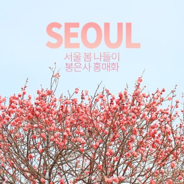 서울 꽃구경 봉은사 홍매화 주말 나들이